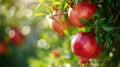 A Bunch Of Pomegranates Hanging From A Tree Branch in the farm garden Royalty Free Stock Photo