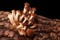 Bunch Of Poplar Mushrooms (Pholiota Aegerita)