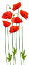 Bunch of poppies. Flower background.