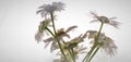 Bunch of pretty white daisies against a white background