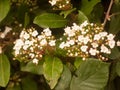 bunch of pretty white small flowers on leaves close up background Royalty Free Stock Photo