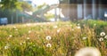 Bunch of puffy dandelions or puff-balls with distributed sunshine with city infrastructure in the background. Warm colors. Spring