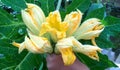 Bunch of pumpkin flowers or zucchini flowers held in the hand in the garden