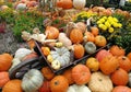 pumpkins by halloween in robes Royalty Free Stock Photo