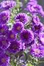 Bunch of purple Asters, close up Royalty Free Stock Photo