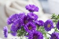 Bunch of purple Asters, close up Royalty Free Stock Photo