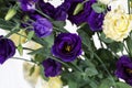 Bunch of purple and beige eustoma flowers prairie gentian on white background. Fresh open flowers and close buds on a twig