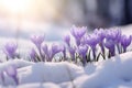 Bunch of purple blooming crocus spring flowers growing between snow during late winter or early spring