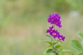 Purple crape myrtle flowers