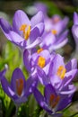 Bunch of purple crocus flowers at the end of winter Royalty Free Stock Photo