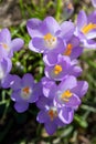 Bunch of purple crocus flowers at the end of winter Royalty Free Stock Photo