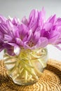 Bunch of purple crocus flowers in a glass vase. Royalty Free Stock Photo