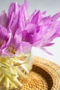 Bunch of purple crocus flowers in a glass vase. Royalty Free Stock Photo