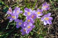 Bunch of purple crocus flowers at the end of winter Royalty Free Stock Photo