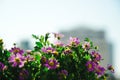 A bunch of purple daisies flowers. Lush garden with an abundance of beautiful purple daisies. Beautiful floral background Royalty Free Stock Photo