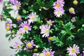 A bunch of purple daisies flowers. Lush garden with an abundance of beautiful purple daisies. Beautiful floral background Royalty Free Stock Photo