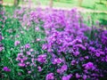 A bunch of purple daisies flowers. Lush garden with an abundance of beautiful purple daisies. Beautiful floral background Royalty Free Stock Photo