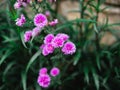 A bunch of purple daisies flowers. Lush garden with an abundance of beautiful purple daisies. Beautiful floral background Royalty Free Stock Photo