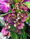 A bunch of purple dancing lady orchids