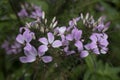 Cluster of purple violet colored flowers in a garden Royalty Free Stock Photo