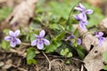 Purple flowers of violets (Violets odorata) Royalty Free Stock Photo