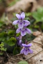 Purple flowers of violets (Violets odorata) Royalty Free Stock Photo