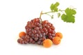 Bunch of purple grapes with apricots and sprig isolated on white