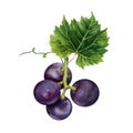 Bunch of purple grapes with a green vine leaf. Hand drawn watercolor illustration isolated on white background Royalty Free Stock Photo