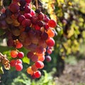 Bunch of purple grapes hang on the vine Royalty Free Stock Photo