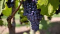 A bunch of purple grapes hanging from a tree Royalty Free Stock Photo
