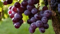 A bunch of purple grapes hanging on a tree Royalty Free Stock Photo