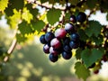A bunch of purple grapes hanging from a tree branch. Royalty Free Stock Photo