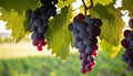 A bunch of purple grapes hanging from a tree Royalty Free Stock Photo