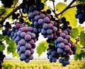 A bunch of purple grapes hanging from a vine in a vineyard. Royalty Free Stock Photo