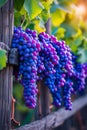 Bunch of purple grapes hanging from wooden post in front of green leaves and other purple grape bunches. Generative AI Royalty Free Stock Photo