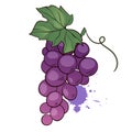 Bunch of purple grapes with leaf. Hand drawn vector icon on white background. Vector illustration in cartoon flat style Royalty Free Stock Photo