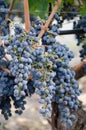 Bunch of purple grapes ready for harvest Royalty Free Stock Photo