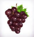 Bunch of purple grapes