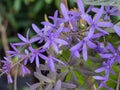 The Bunch of Purple Ivy Flowers Royalty Free Stock Photo