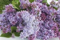 Bunch of purple lilac Royalty Free Stock Photo