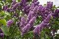 Bunch of purple lilacs Royalty Free Stock Photo