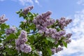 Bunch of purple lilacs Royalty Free Stock Photo