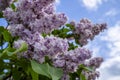 Bunch of purple lilacs Royalty Free Stock Photo