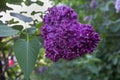 Bunch of purple lilacs Royalty Free Stock Photo