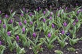 Bunch of purple prince tulips growing in the garden during the daytime