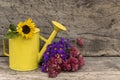 Bunch of purple and red chrysanthemums and yellow vintage watering can