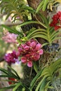 Bunch of purple red vanda orchid flower in decorative orchid garden Royalty Free Stock Photo