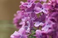 Bunch of purple spring blooming lilac flowers