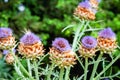 Bunch of purple thistle and green blurred background Royalty Free Stock Photo