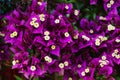 Bunch of purple and white flowers of Great bougainvillea, Bougainvillea spectabilis in Portugal
